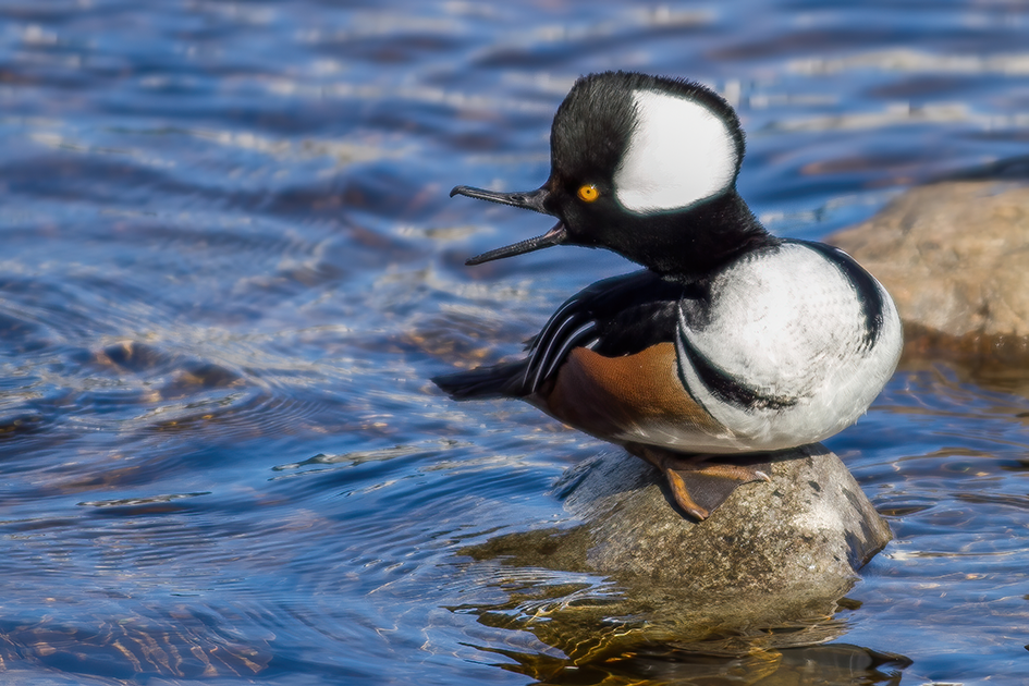 Hooded Merganser Bird