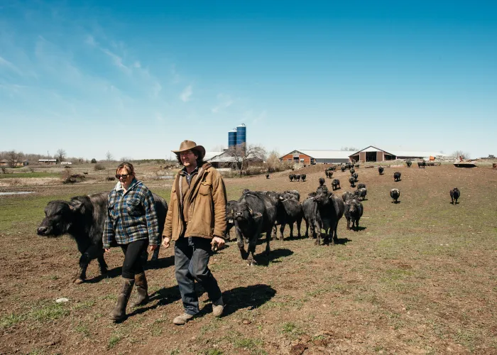 Stirling buffalo farm