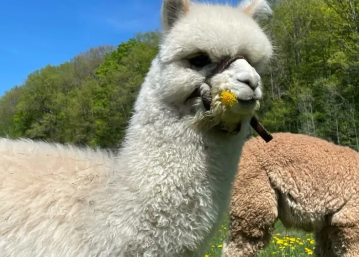 An alpaca