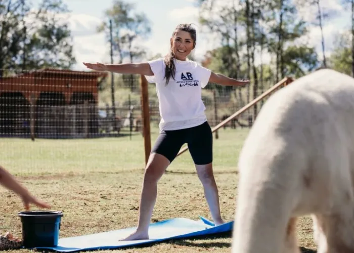 Person demonstrating a yoga pose among alpacas