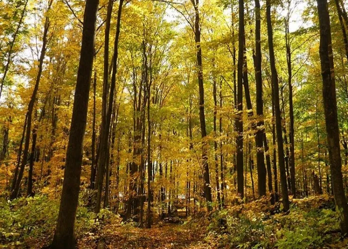 Fall at O'Hara Mill Homestead and Conservation Area in Madoc, Ontario