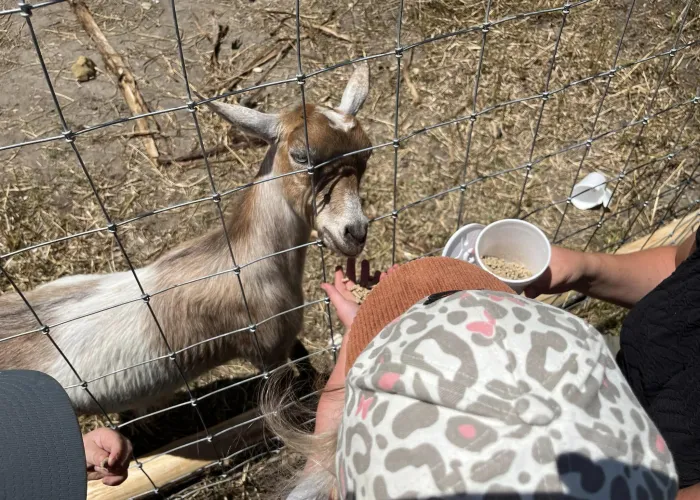 kids feeding goat at Nine Hand Hill Farm in Stirling, Ontario