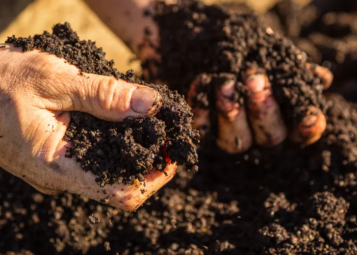 Hands holding soil