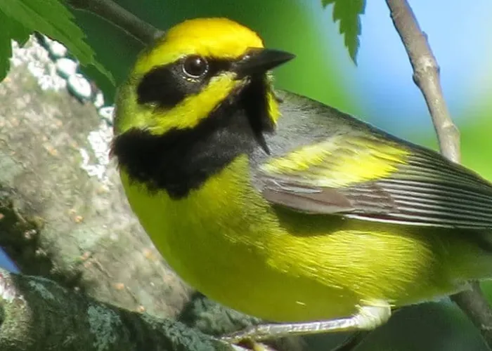 Yellow and Black Bird