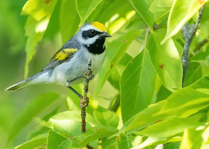 Golden-Winged Warbler Bird