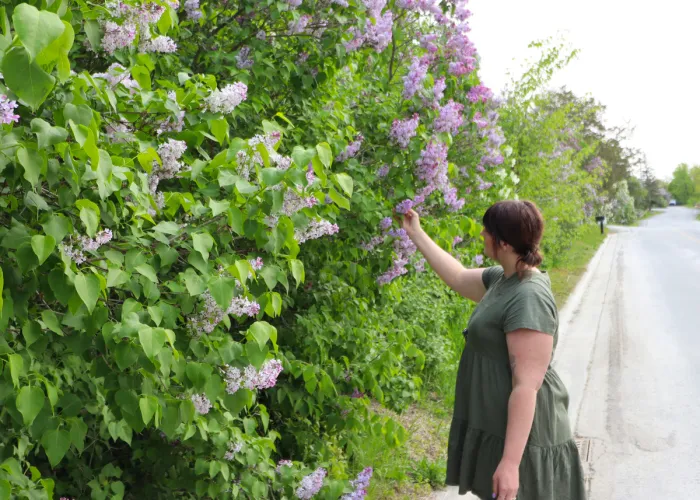 Women looking at lilacs