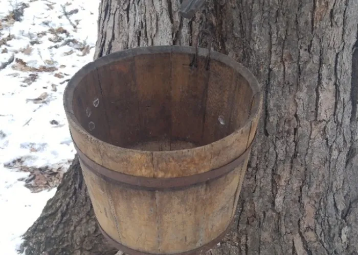 Sap Collecting Bucket