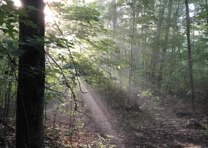forest with sunlight streaming through