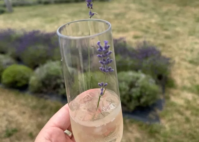 lavender sprig in a glass with soda and lavender rows in the background