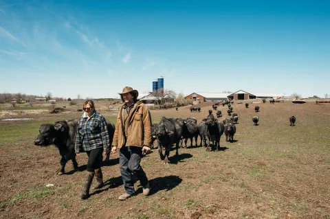 Stirling buffalo farm
