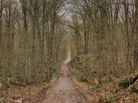 long winding path through the woods in Hastings County, Ontario